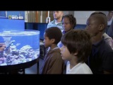 Fishtank kings - Короли аквадизайна. Аквариум мечты.